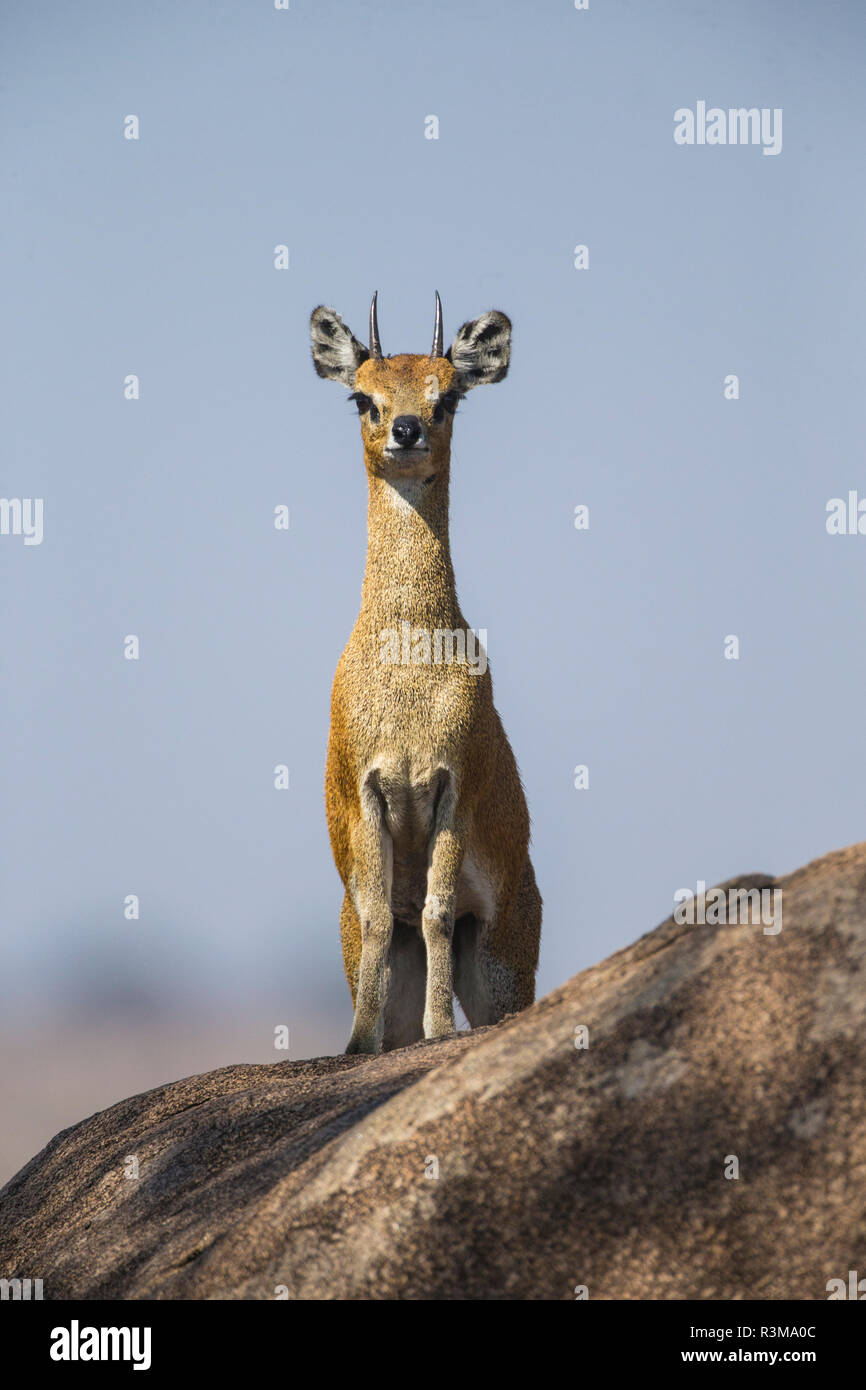 L'Afrique. La Tanzanie. Klipspringer (Oreotragus oreotragus), une petite antilope, est souvent trouvés sur les kopjes, Parc National du Serengeti. Banque D'Images