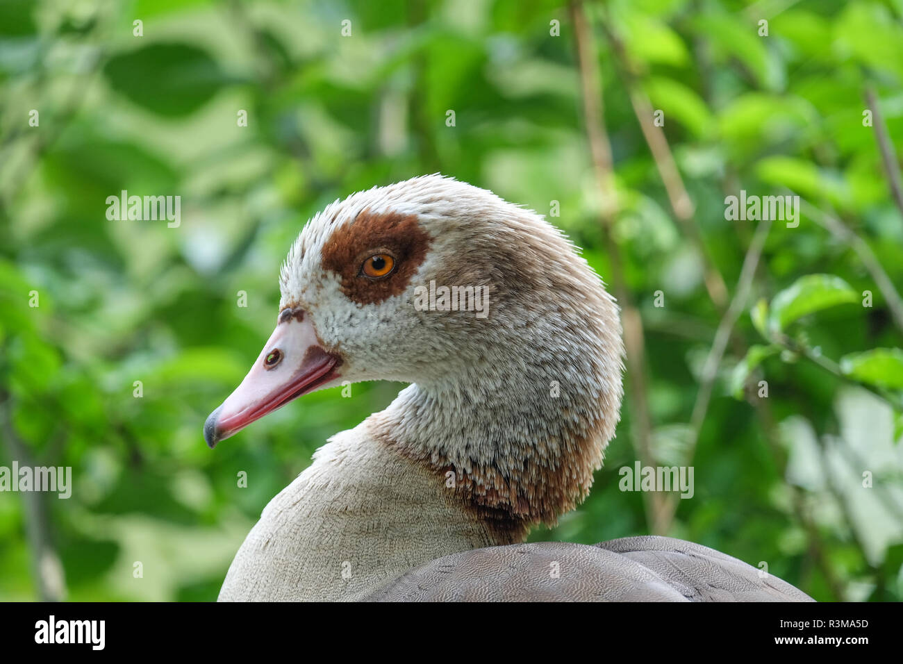 Portrait de l'oie du Nil montrant la tête, bec, oeil de un à Goose Banque D'Images