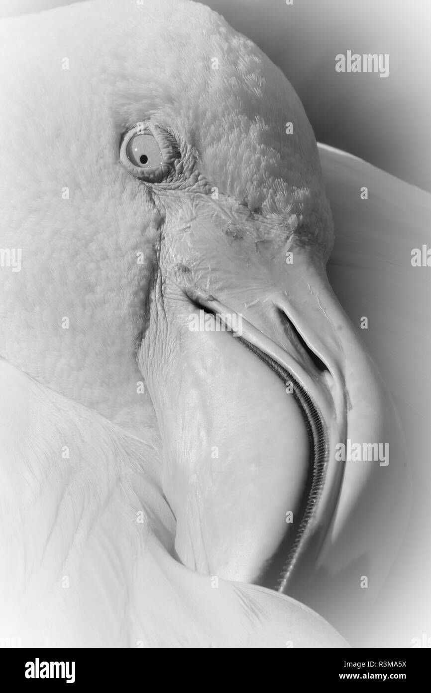 Gros plan sur une tête du flamingo montrant eye et le bec dans le profil Banque D'Images