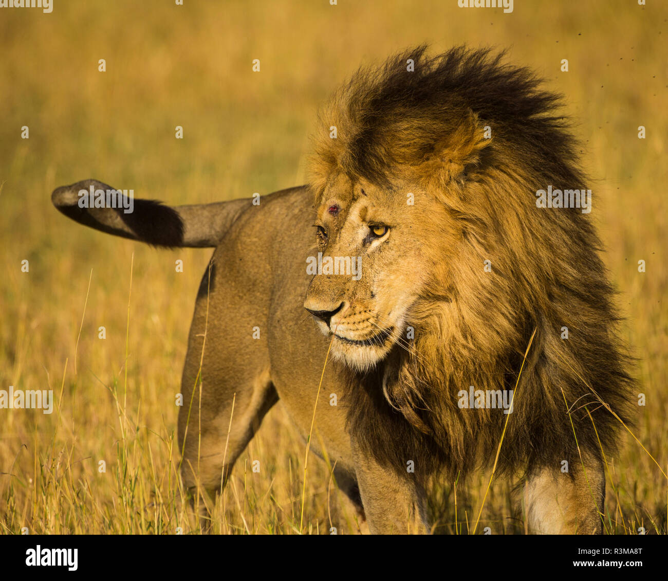 L'Afrique. La Tanzanie. L'African lion mâle (Panthera leo), le Parc National du Serengeti. Banque D'Images