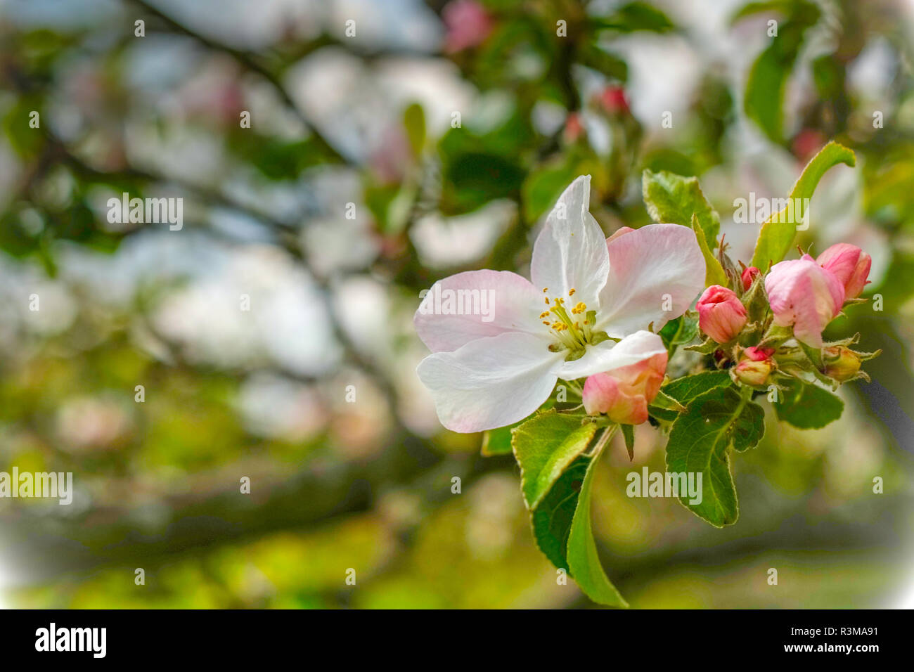 Apple Blossom lumineux dans des tons blancs et roses en face de l'arrière-plan flou Banque D'Images