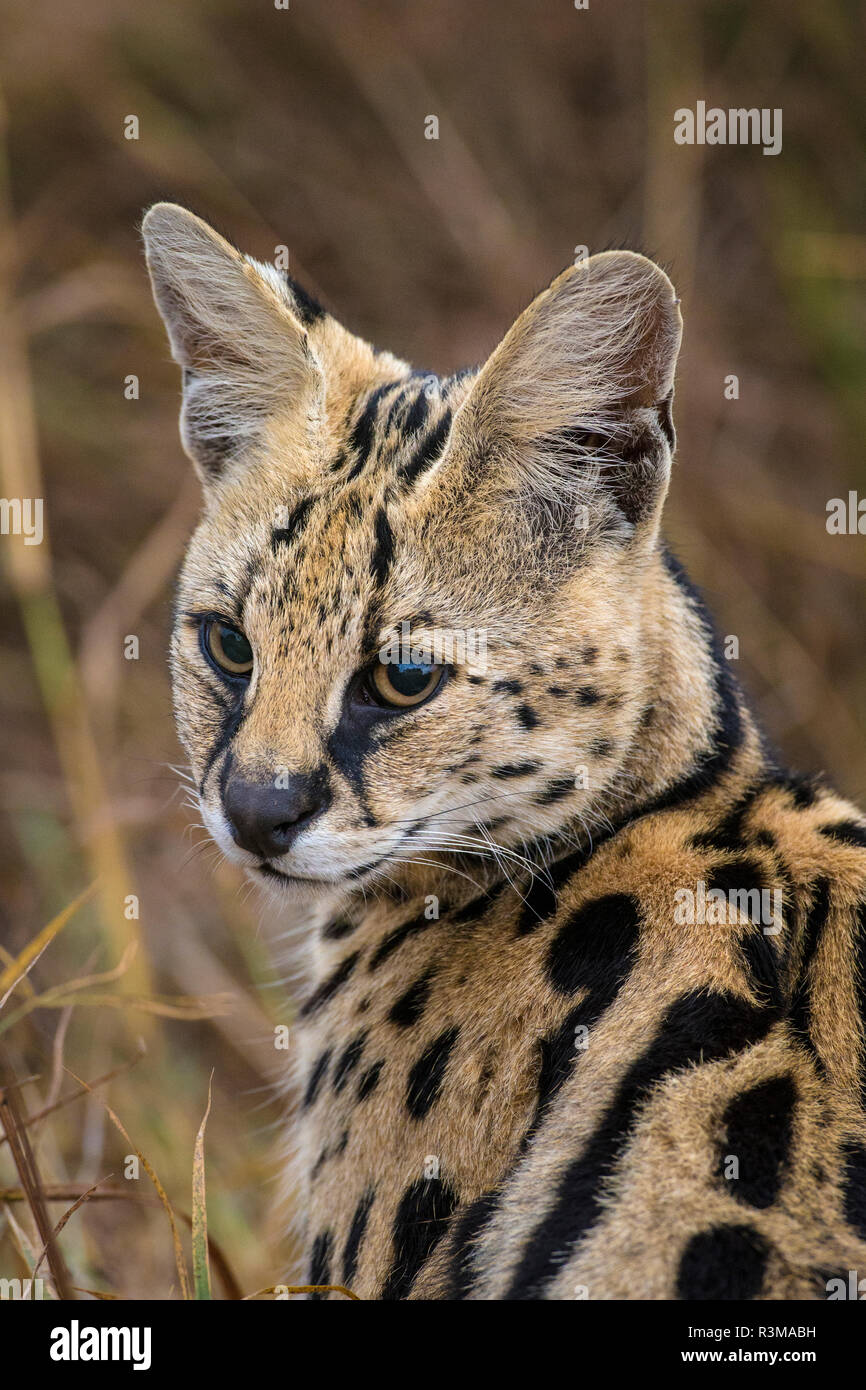 L'Afrique. La Tanzanie. Serval (Leptailurus serval) chat de chasse, le Parc National du Serengeti. Banque D'Images