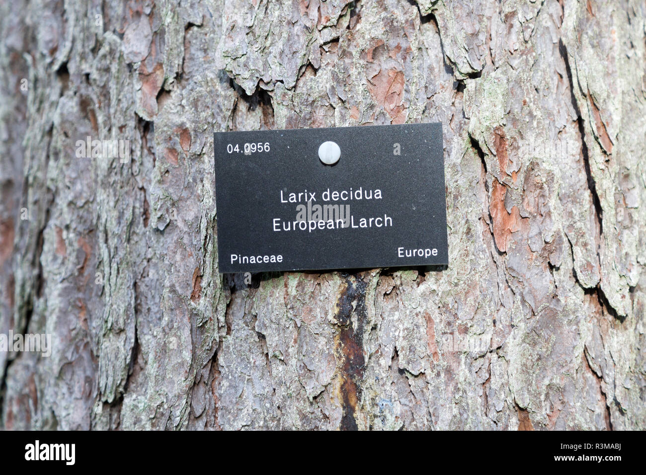 Étiquette d'identification des espèces d'arbres, National arboretum, Westonbirt Arboretum, Gloucestershire, England, UK - Larix decidua mélèze d'Europe, Banque D'Images