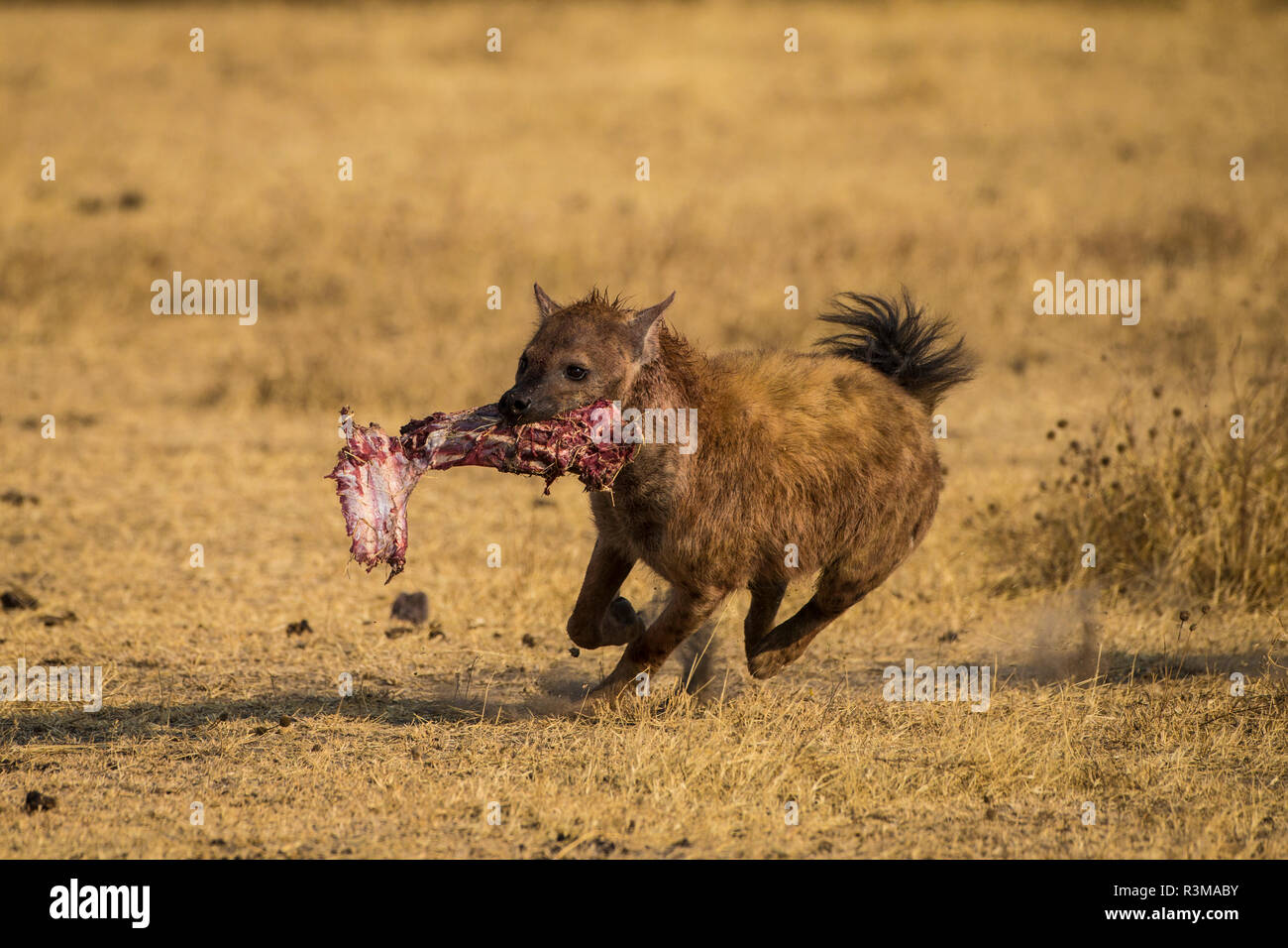 L'Afrique. La Tanzanie. L'Hyène tachetée (Crocuta crocuta) avec charognards tuer au Parc National du Serengeti. Banque D'Images