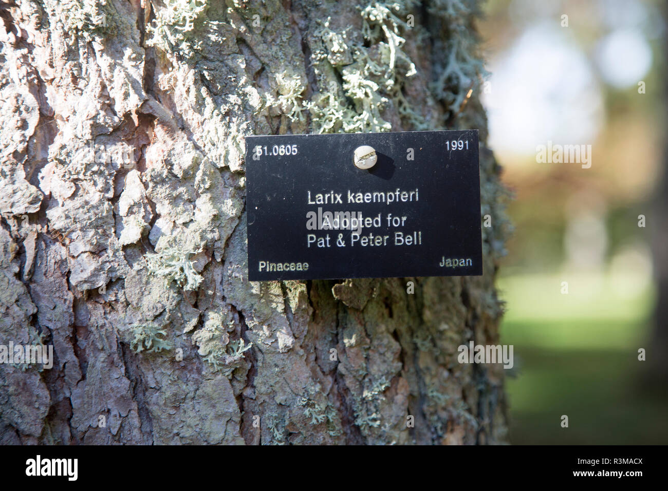 Étiquette d'identification des espèces d'arbres, National arboretum, Westonbirt Arboretum, Gloucestershire, England, UK - Larix kaempferi, Pinaceae pin Banque D'Images