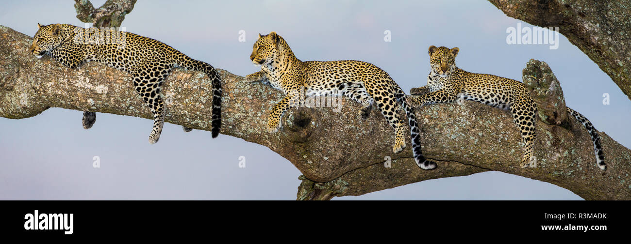 L'Afrique. La Tanzanie. African leopard (Panthera pardus) mère et oursons dans un arbre, le Parc National du Serengeti. Banque D'Images