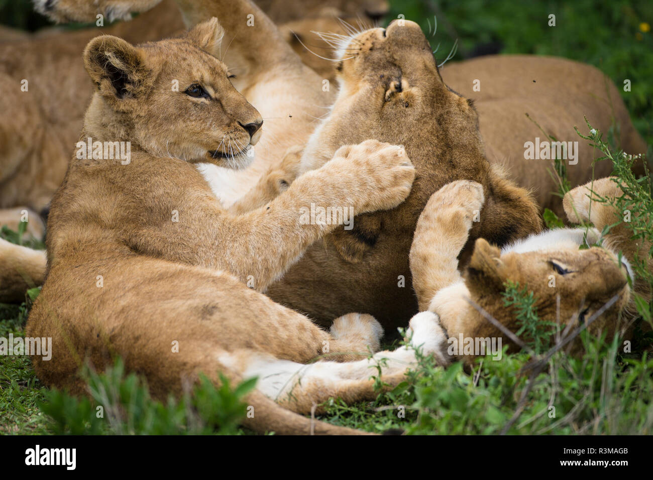 L'Afrique. La Tanzanie. Les lions d'Afrique (Panthera leo), Ndutu à Parc National du Serengeti. Banque D'Images