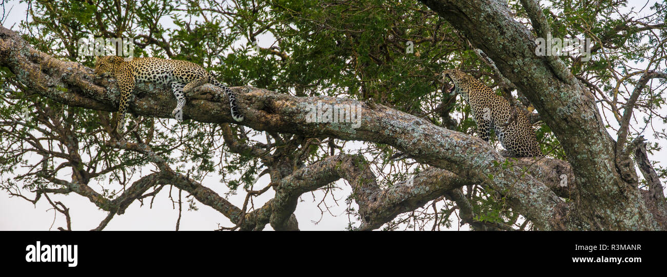 L'Afrique. La Tanzanie. African léopard (Panthera pardus) dans un arbre, le Parc National du Serengeti. Banque D'Images