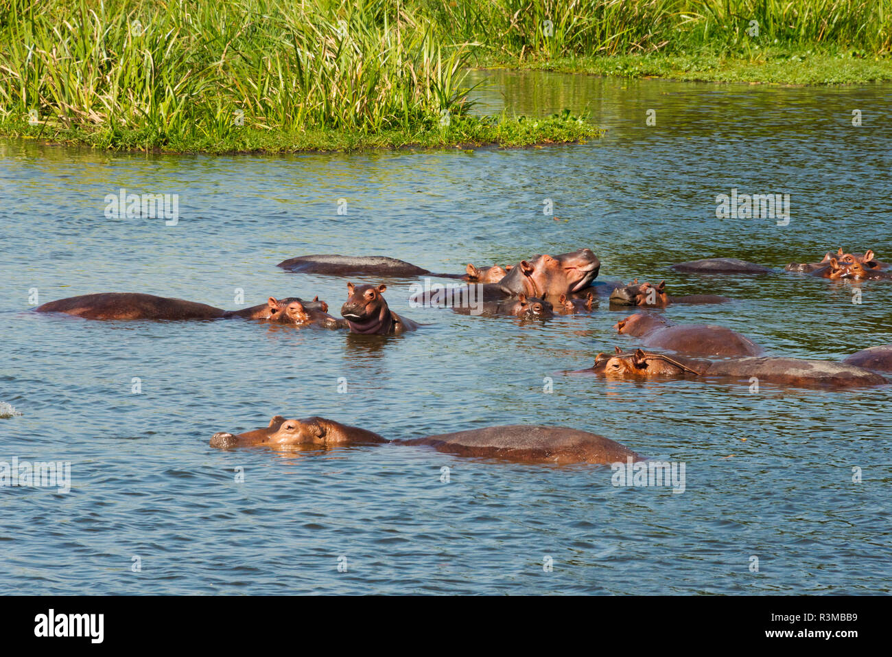 Hippopotames dans la rivière, Murchison Falls National Park, de l'Ouganda Banque D'Images