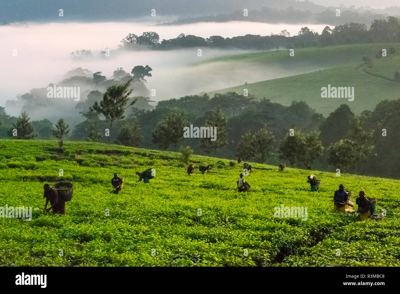 Les feuilles de thé Préparation des agriculteurs à la plantation de thé dans la brume du matin, le parc national de Kibale, en Ouganda Banque D'Images