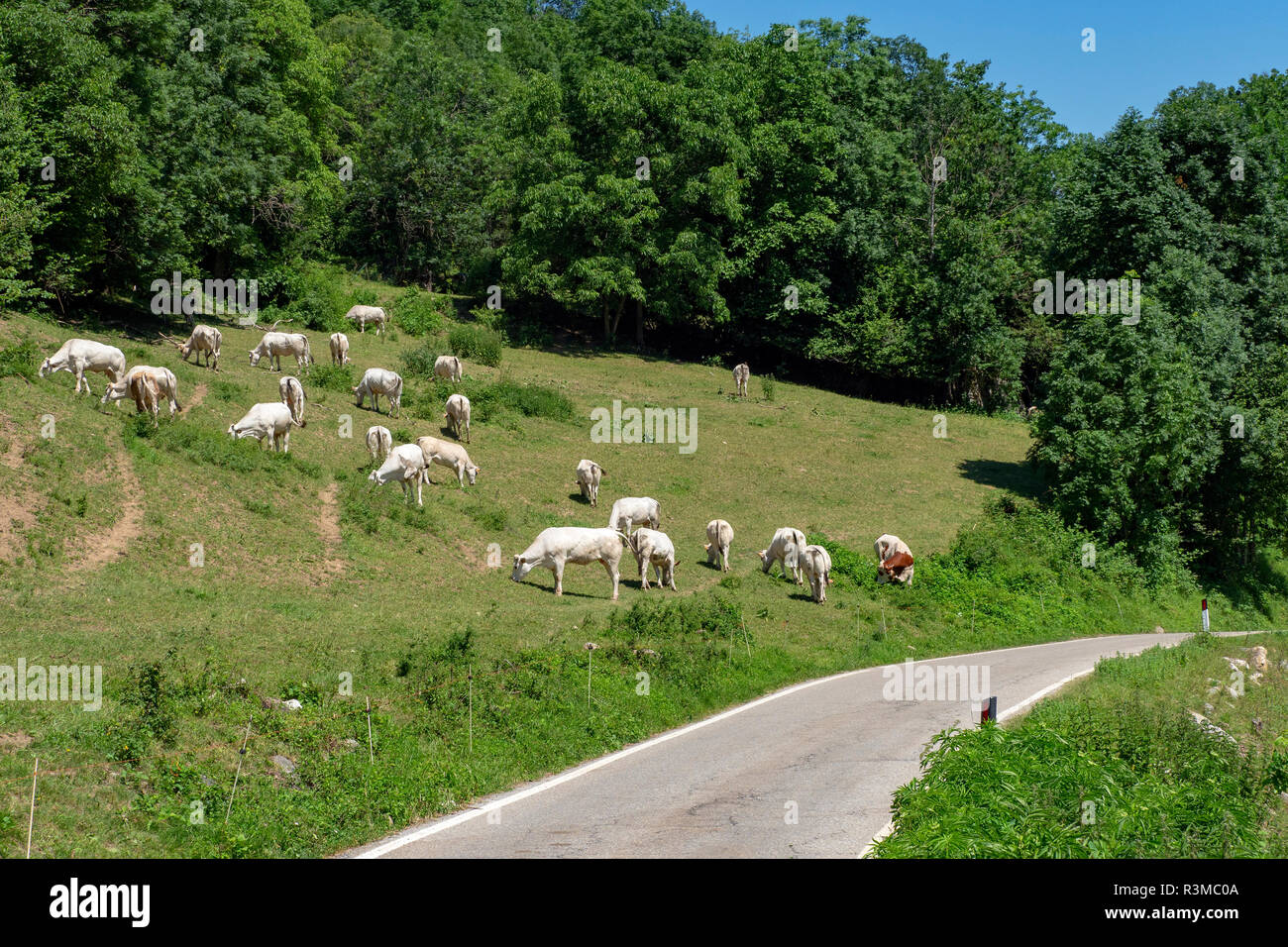 Les vaches au pâturage le long de la route de Colle Fauniera, Coni, Piémont, Italie à l'été. Banque D'Images