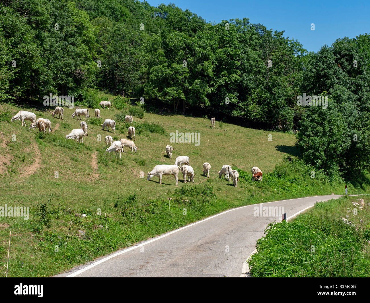 Les vaches au pâturage le long de la route de Colle Fauniera, Coni, Piémont, Italie à l'été. Banque D'Images