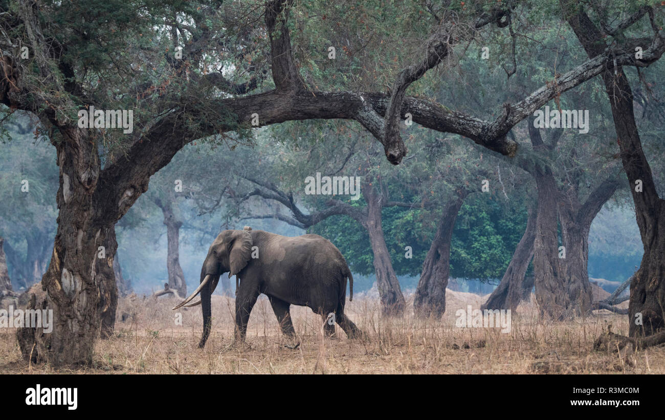 L'Afrique, Zimbabwe, Mana Pools National Park. La marche de l'éléphant d'entre les arbres. En tant que crédit : Bill Young / Jaynes Gallery / DanitaDelimont.com Banque D'Images