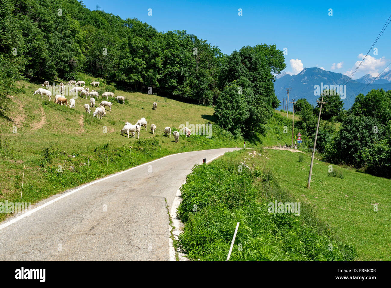 Les vaches au pâturage le long de la route de Colle Fauniera, Coni, Piémont, Italie à l'été. Banque D'Images