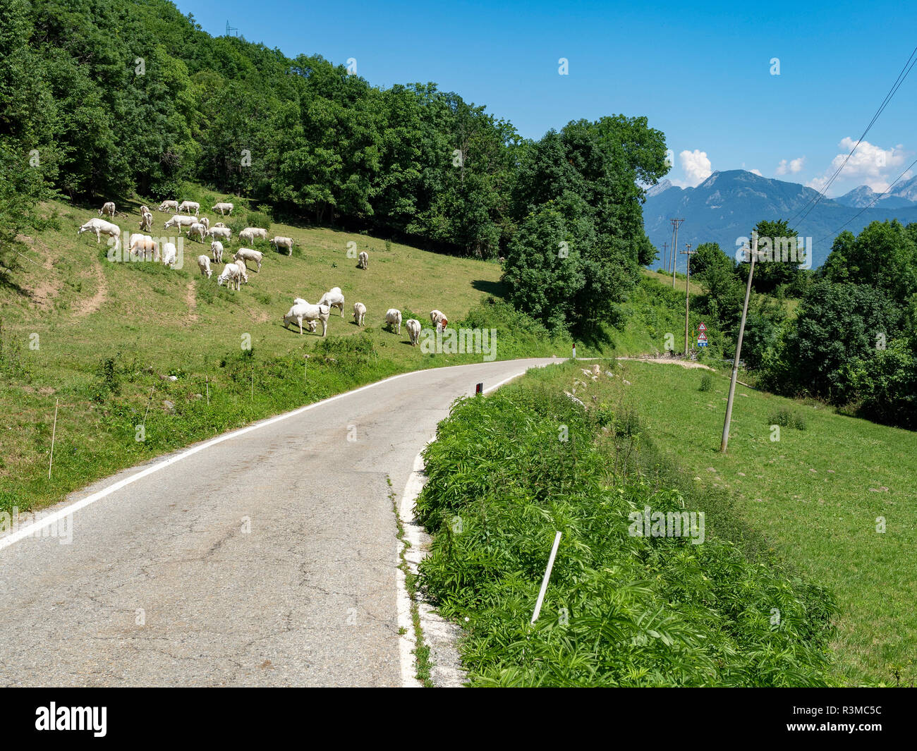 Les vaches au pâturage le long de la route de Colle Fauniera, Coni, Piémont, Italie à l'été. Banque D'Images