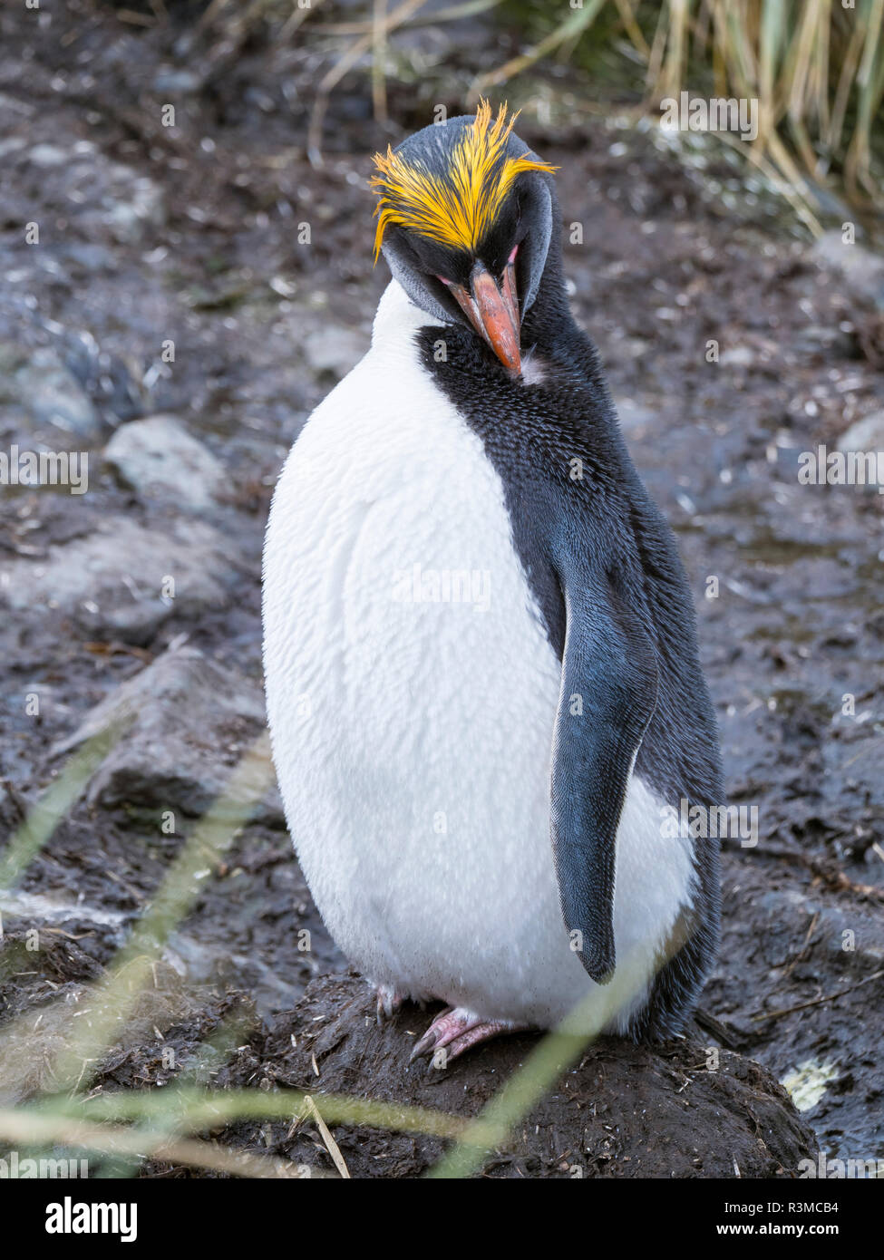 Macaroni Penguin (Eudyptes chrysolophus) debout, en colonie en herbe Tussock dense typique. Banque D'Images
