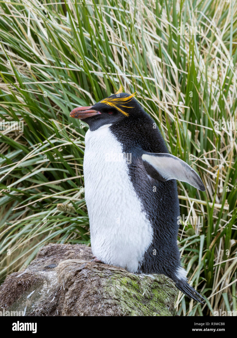 Macaroni Penguin (Eudyptes chrysolophus) debout, en colonie en herbe Tussock dense typique. Banque D'Images