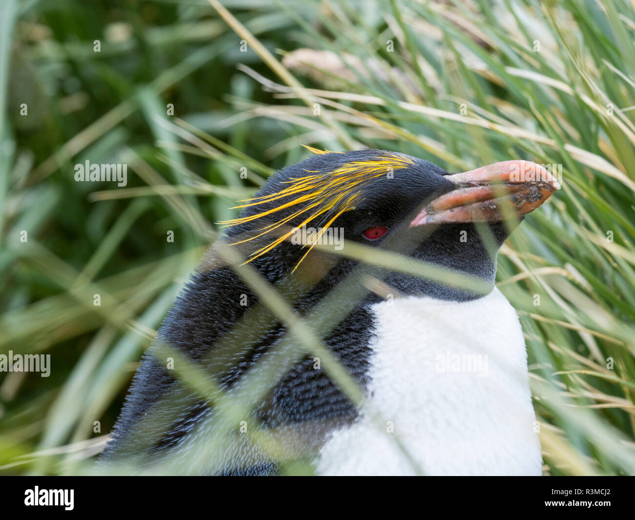 Macaroni Penguin (Eudyptes chrysolophus), debout en colonie en herbe Tussock dense typique. L'île de Géorgie du Sud Banque D'Images