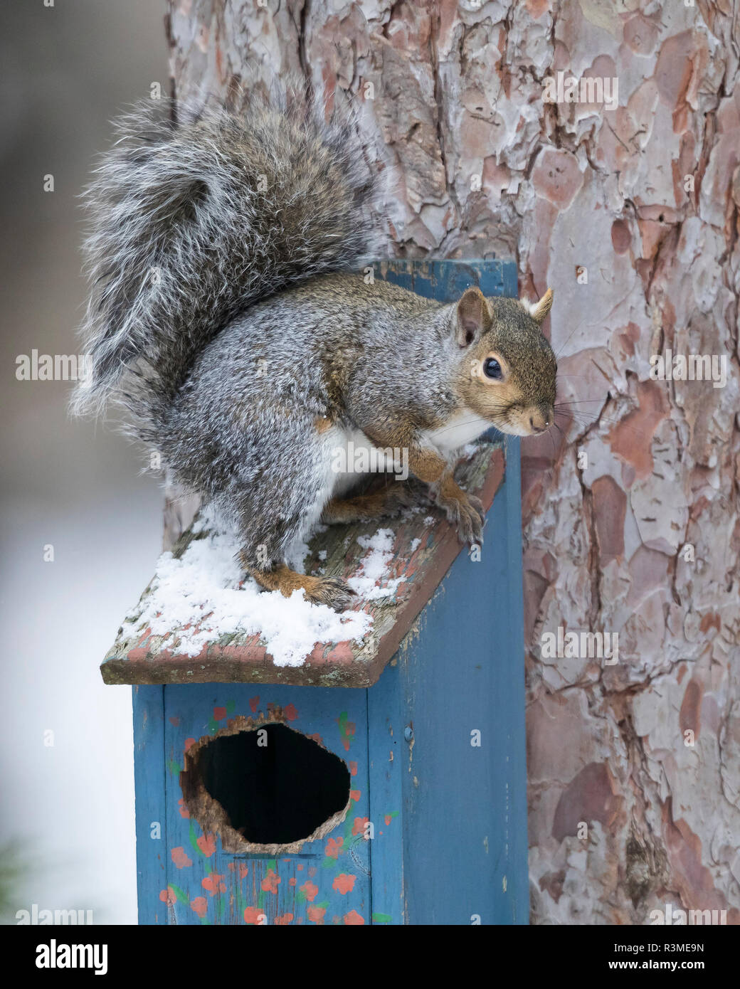 L'Écureuil gris (Sciurus carolinensis) assis sur le dessus d'une maison d'oiseau en hiver - Ontario, Canada Banque D'Images