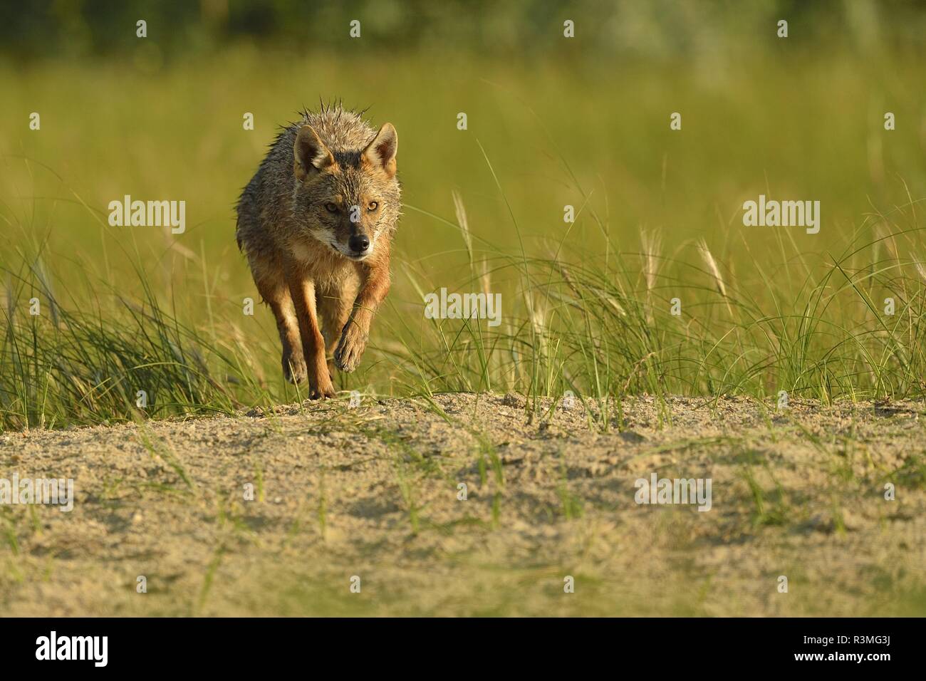 Le Chacal (Canis aureus'moreoticus), delta du Danube, Roumanie Banque D'Images