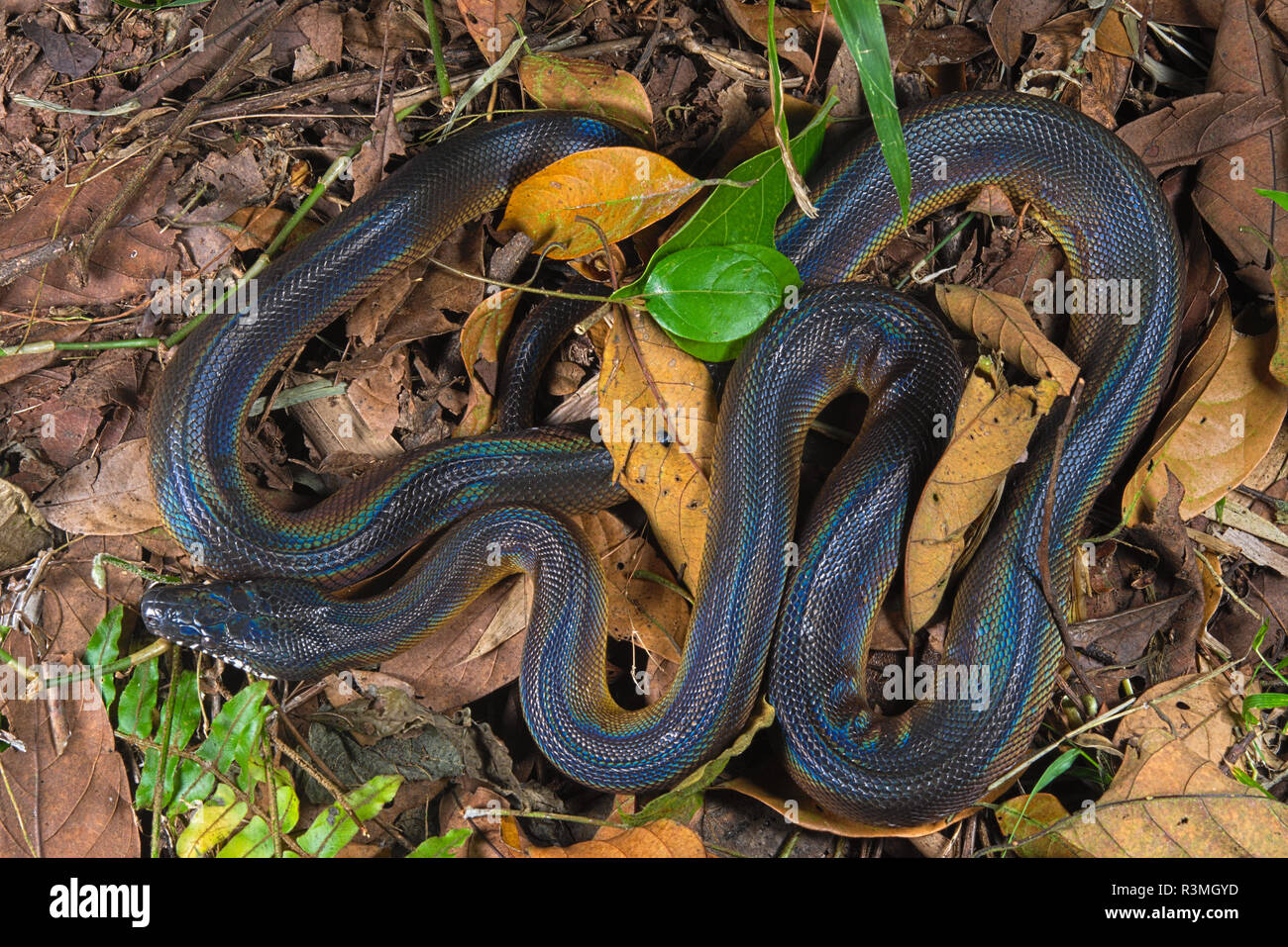 Dalbertis python leiopython albertisii Banque de photographies et d ...