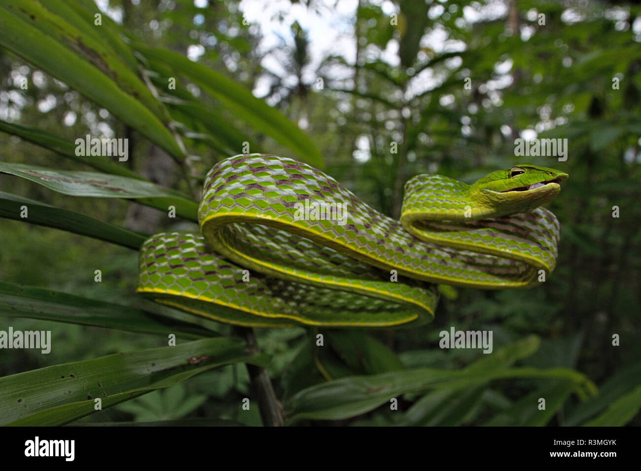 Serpent de vigne (Ahaetulla prasina), Amurang, Sulawesi du Nord. L'Indonésie. Banque D'Images