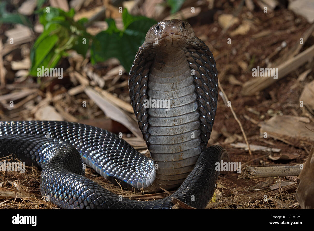 Java Cobra Animal Spitting cobra Banque de photographies et d’images à haute résolution ...