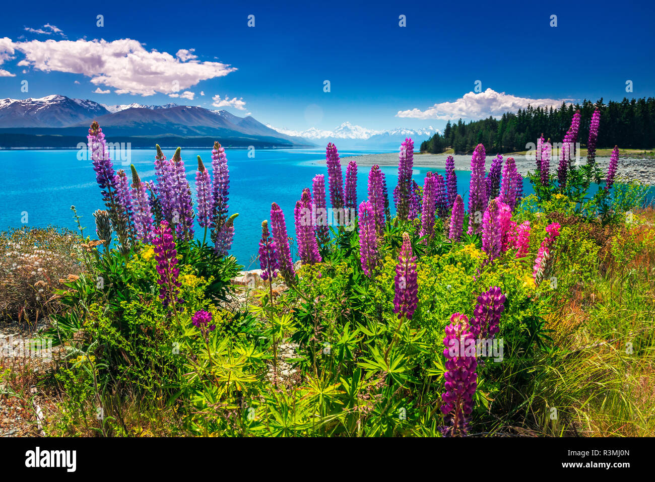 Fleurs sauvages au lac Pukaki dans les Alpes du Sud, Canterbury, île du Sud, Nouvelle-Zélande Banque D'Images
