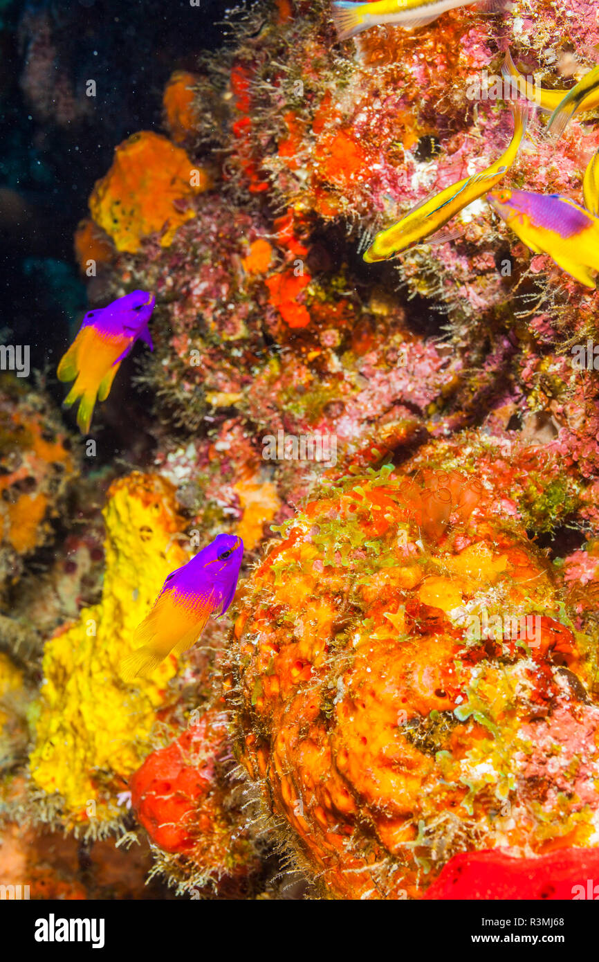 Nord des Bahamas, des Caraïbes. Fairy basslet colorés (Gramma Loreto) et le corail. Banque D'Images