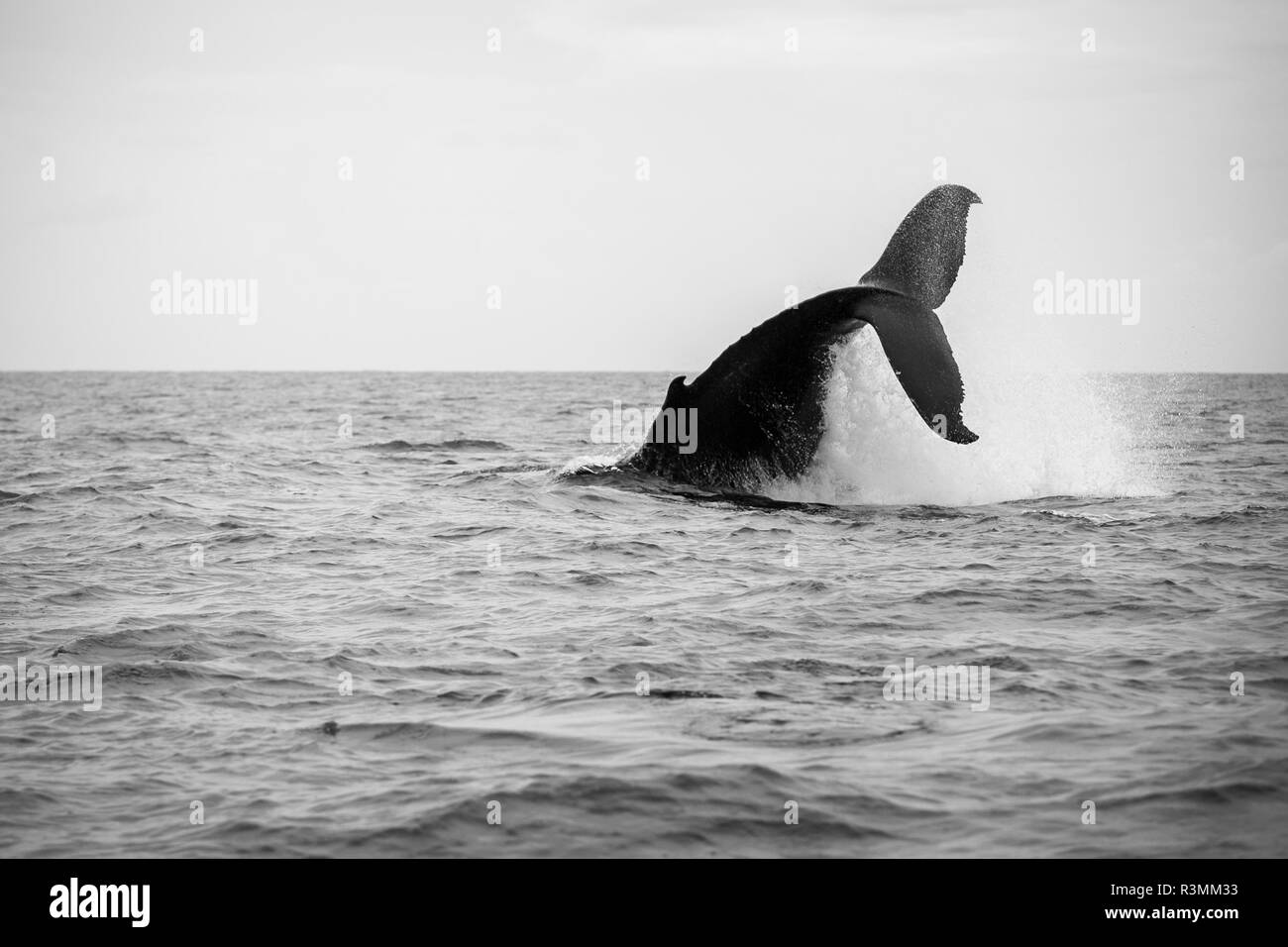 Baleine à bosse effectue un jet de pédoncule au Silver Bank, la République Dominicaine Banque D'Images