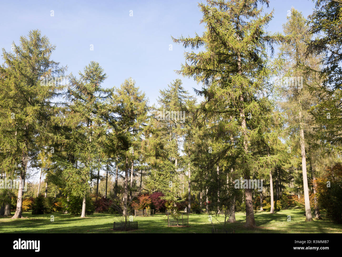 Mélèze du Japon Larix kaempferi, arbres, National arboretum, Westonbirt Arboretum, Gloucestershire, England, UK Banque D'Images