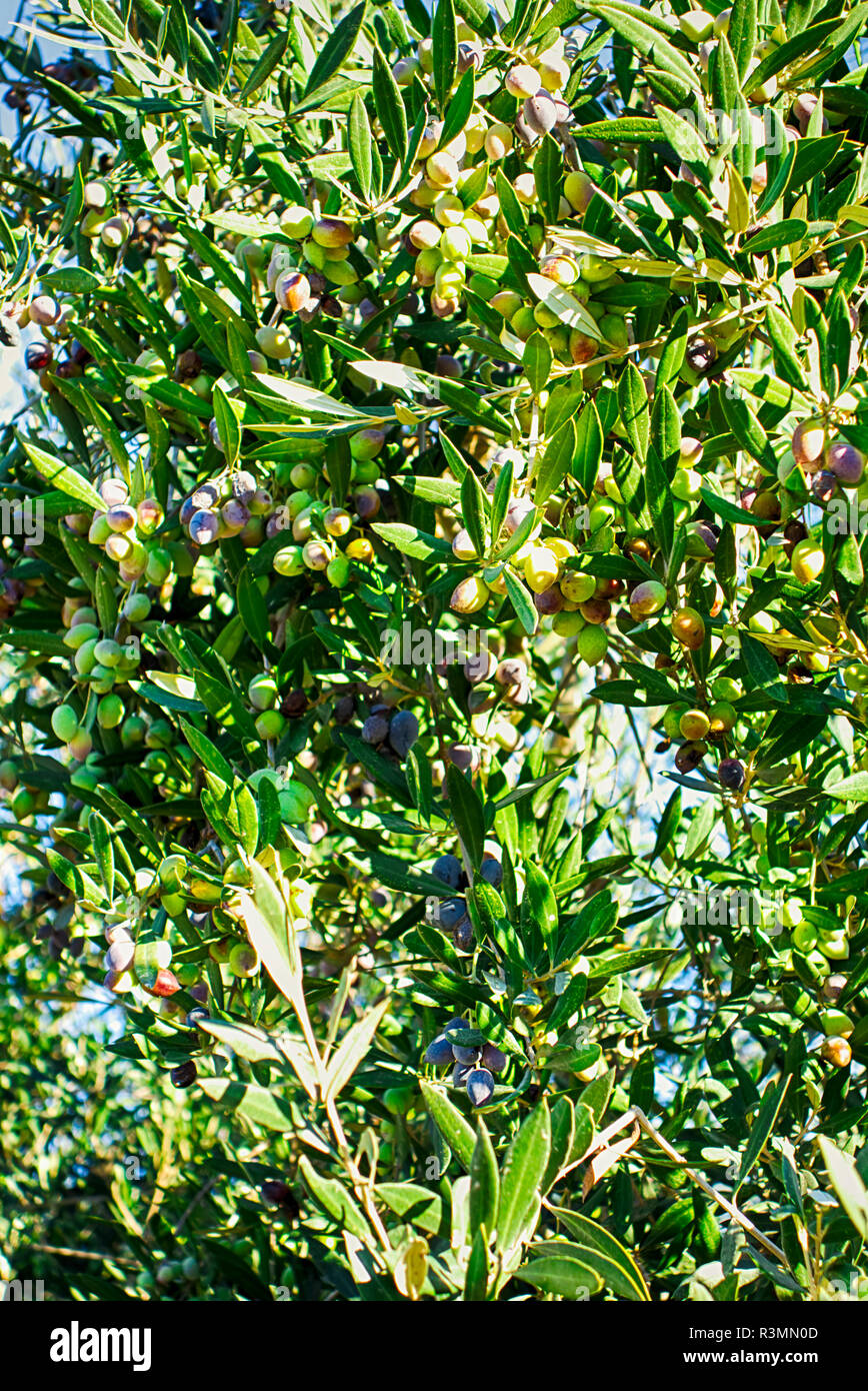 Olives growing sur olivier. Close-up. Banque D'Images