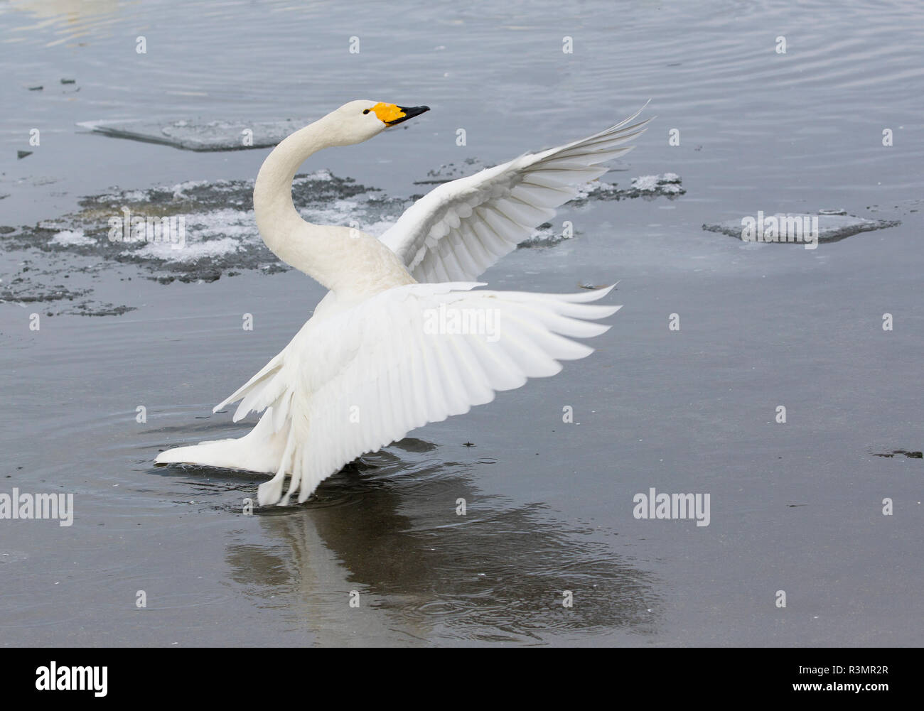 Les ailes battantes de cygnes chanteurs sur lac gelé Kussharo, Hokkaido