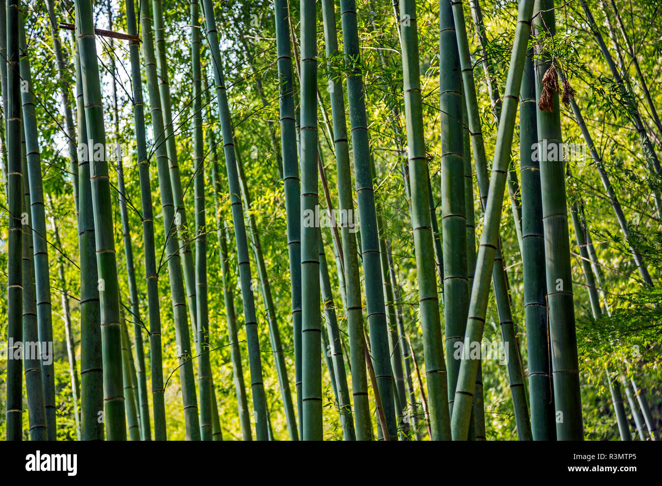 Kyoto, Japon. Ginkaku-ji, forêt de bambou au Temple du pavillon d'argent ou Jisho-ji Banque D'Images