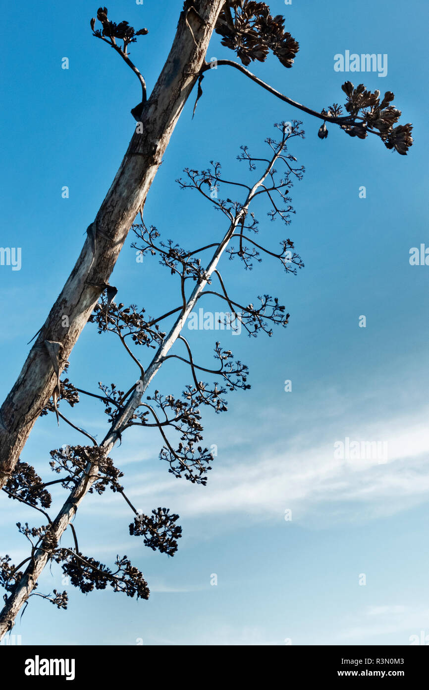 Branches de fleurs d'agave sec contre le ciel bleu , Banque D'Images