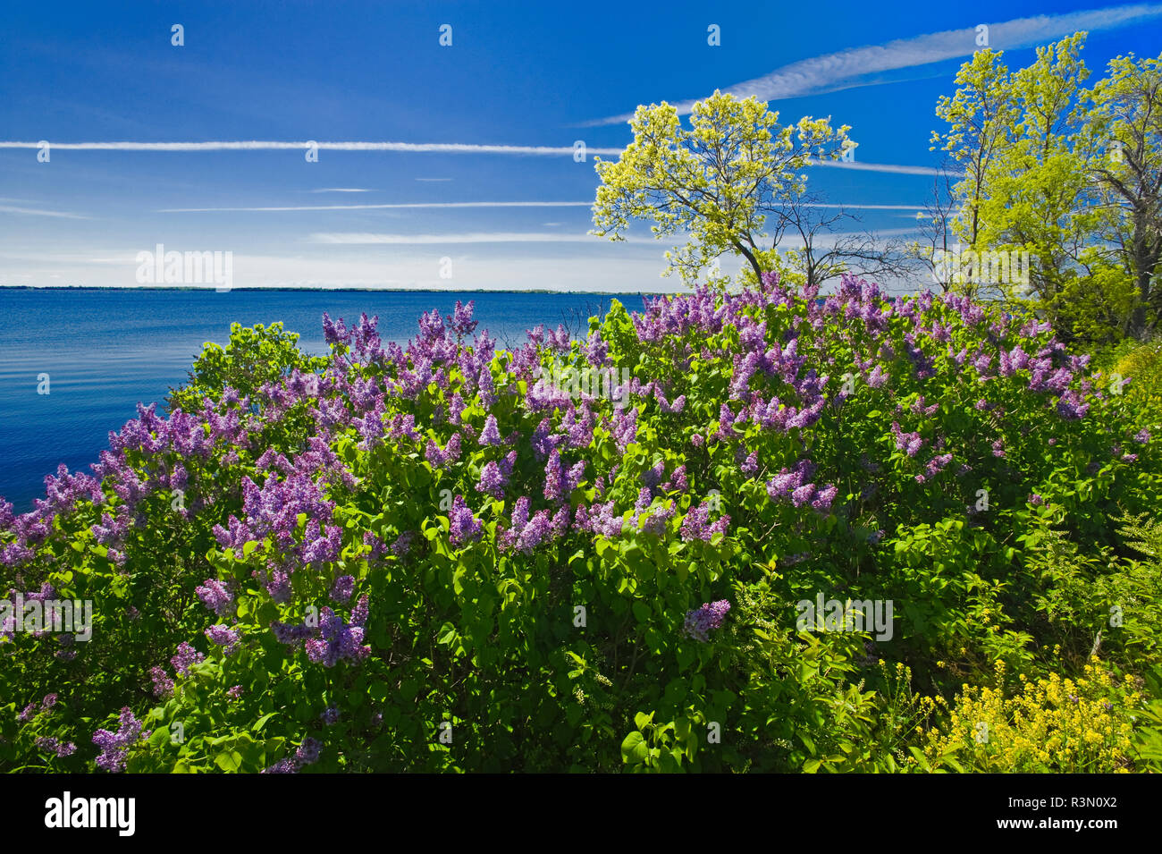 Le Canada, l'Ontario, région des Mille-Îles. Lilas le long du fleuve Saint-Laurent. Banque D'Images