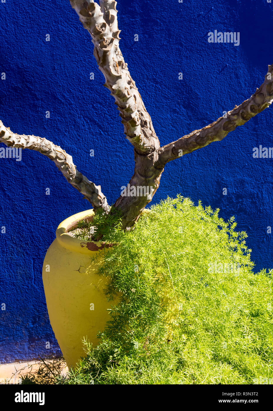 Pot de fleurs jaune-aganinst mur bleu, Jardin Jardin Majorelle, Marrakech, Maroc (Marrakech) Banque D'Images