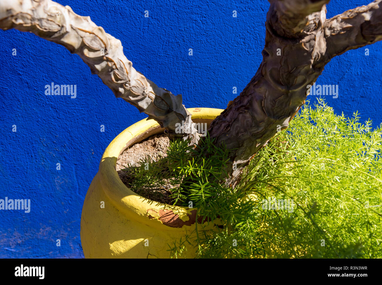 Pot de fleurs jaune-aganinst mur bleu, Jardin Jardin Majorelle, Marrakech, Maroc (Marrakech) Banque D'Images