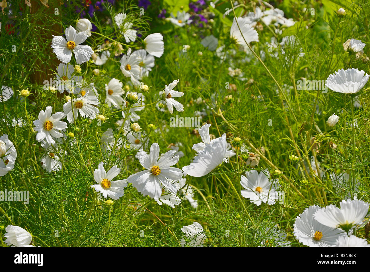 Gros plan d'une frontière avec la floraison de fleurs Cosmos bipinnatus 'Cupcakes White' Banque D'Images