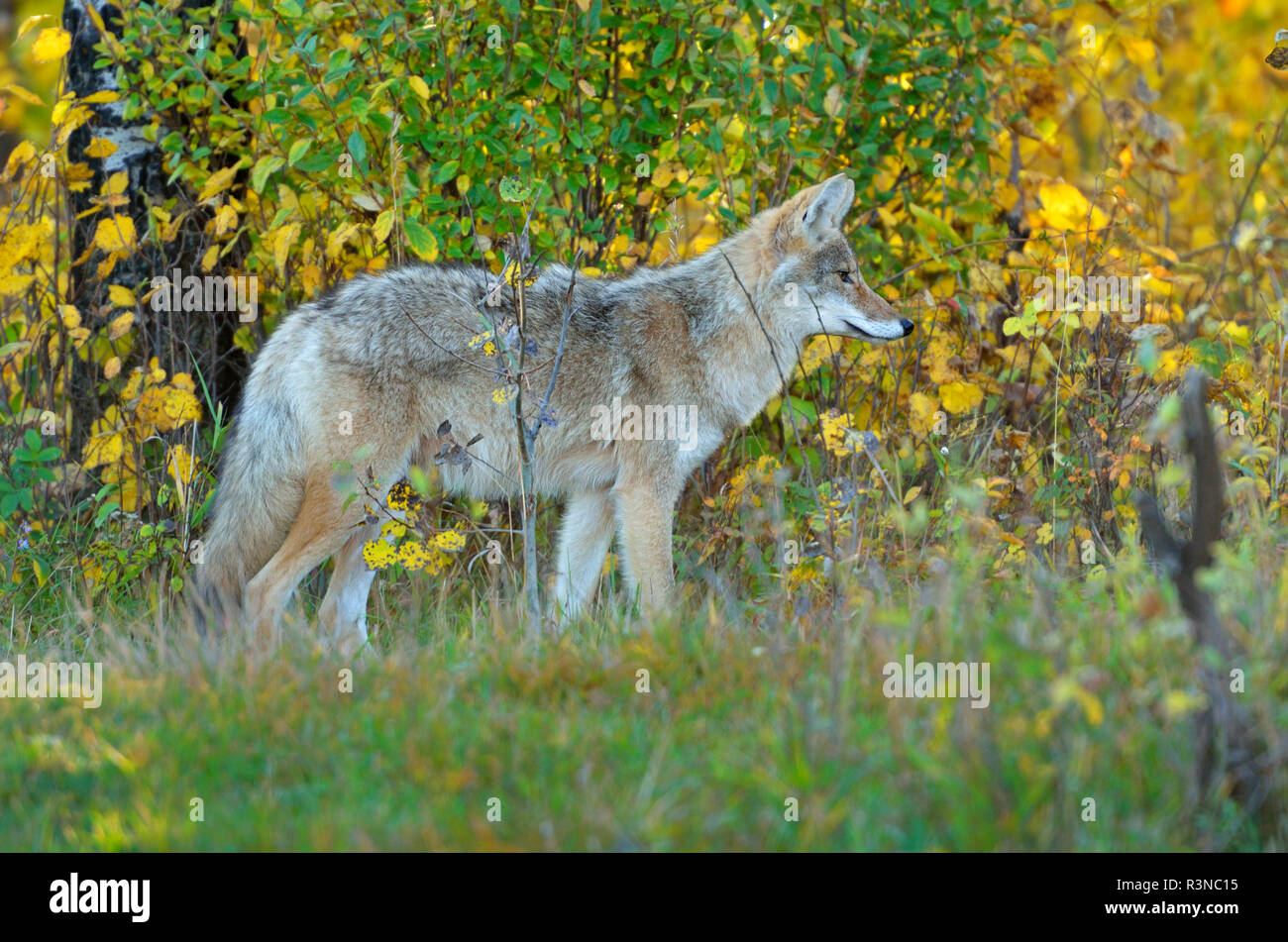 Le Canada, l'Alberta, le parc national Elk Island. Western coyote close-up. Banque D'Images