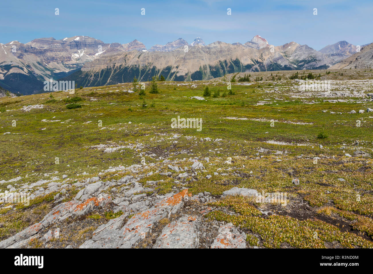 Le Canada, la Colombie-Britannique, l'East Kootenay Montagnes. Paysage de prairie alpine. Banque D'Images