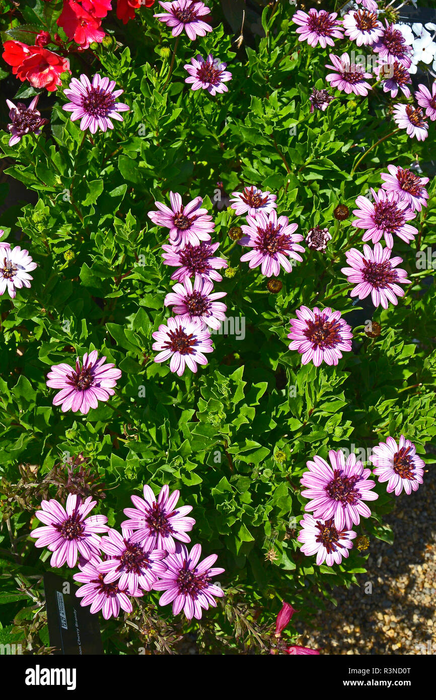 Gros plan d'une frontière avec la floraison de fleurs colouful Osteospermum 'Berry White' Banque D'Images