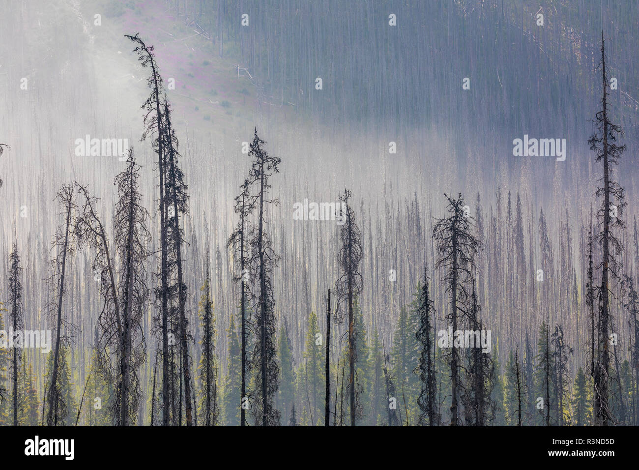 Le Canada, la Colombie-Britannique, le parc national Kootenay. Les arbres tués par un feu de forêt. Banque D'Images