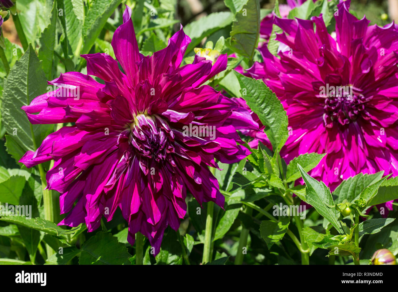 Les jardins Butchart, Brentwood Bay, Victoria, Colombie-Britannique. Grand jardin de fleurs dahlia magenta Banque D'Images