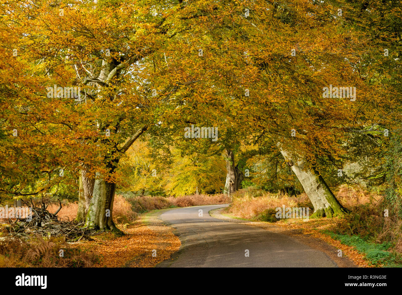 Les hêtres et de fougères en automne couleur le long de la route d'ornement, parc national New Forest, Hampshire, Angleterre, Royaume-Uni, Banque D'Images