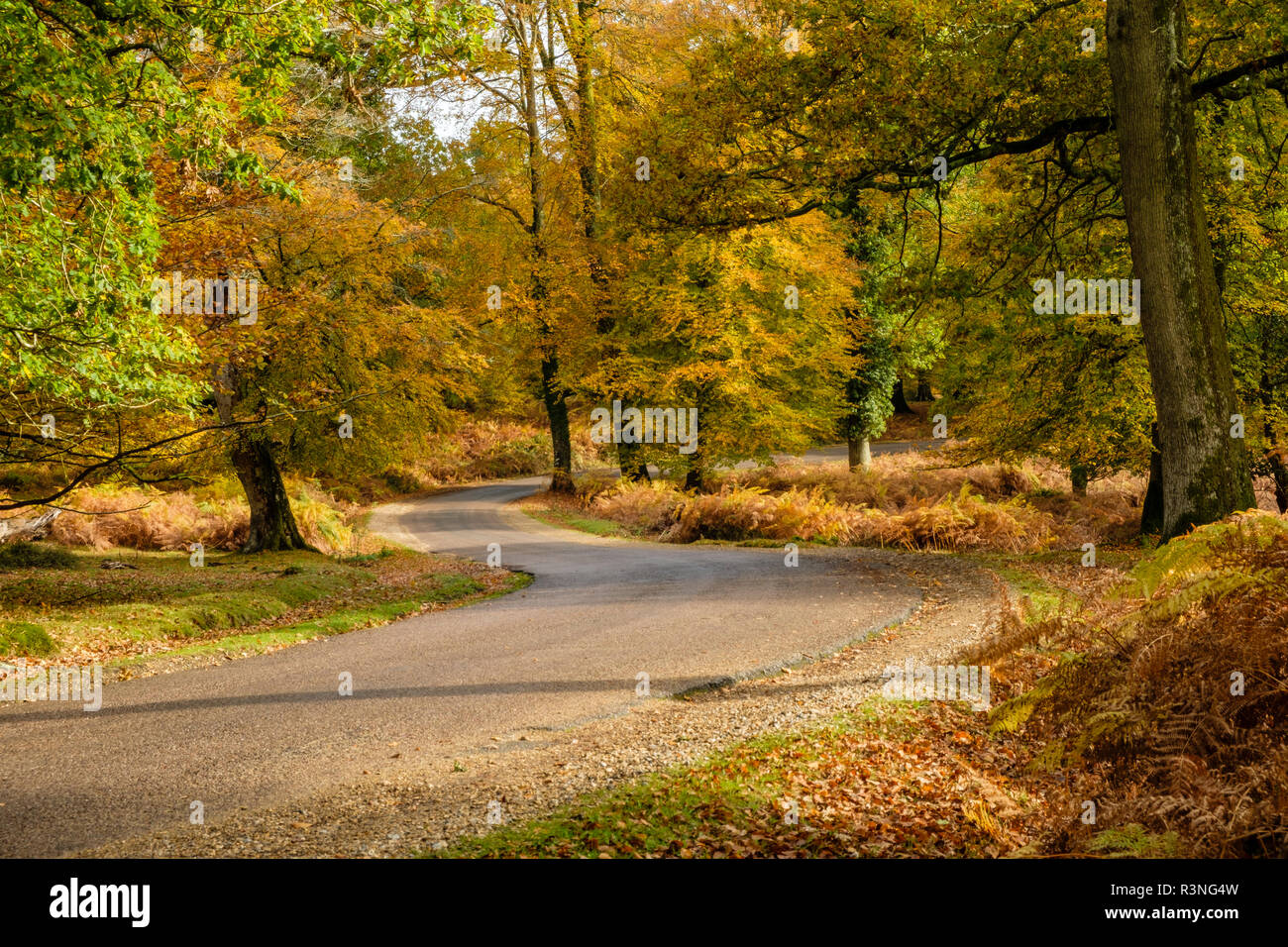 Les hêtres et de fougères en automne couleur le long de la route d'ornement, parc national New Forest, Hampshire, Angleterre, Royaume-Uni, Banque D'Images
