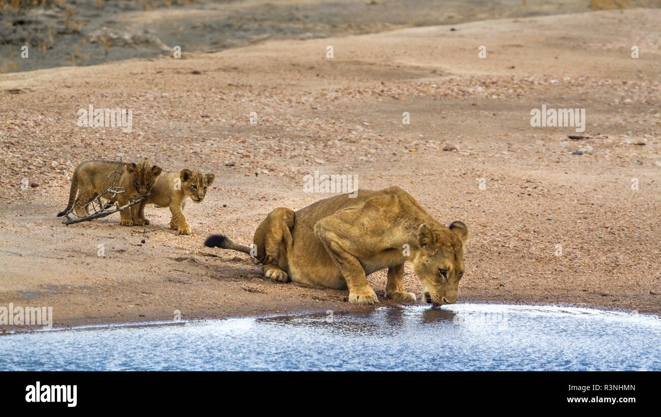 L'African lion (Panthera leo) dans le parc national Kruger, Afrique du Sud. Banque D'Images