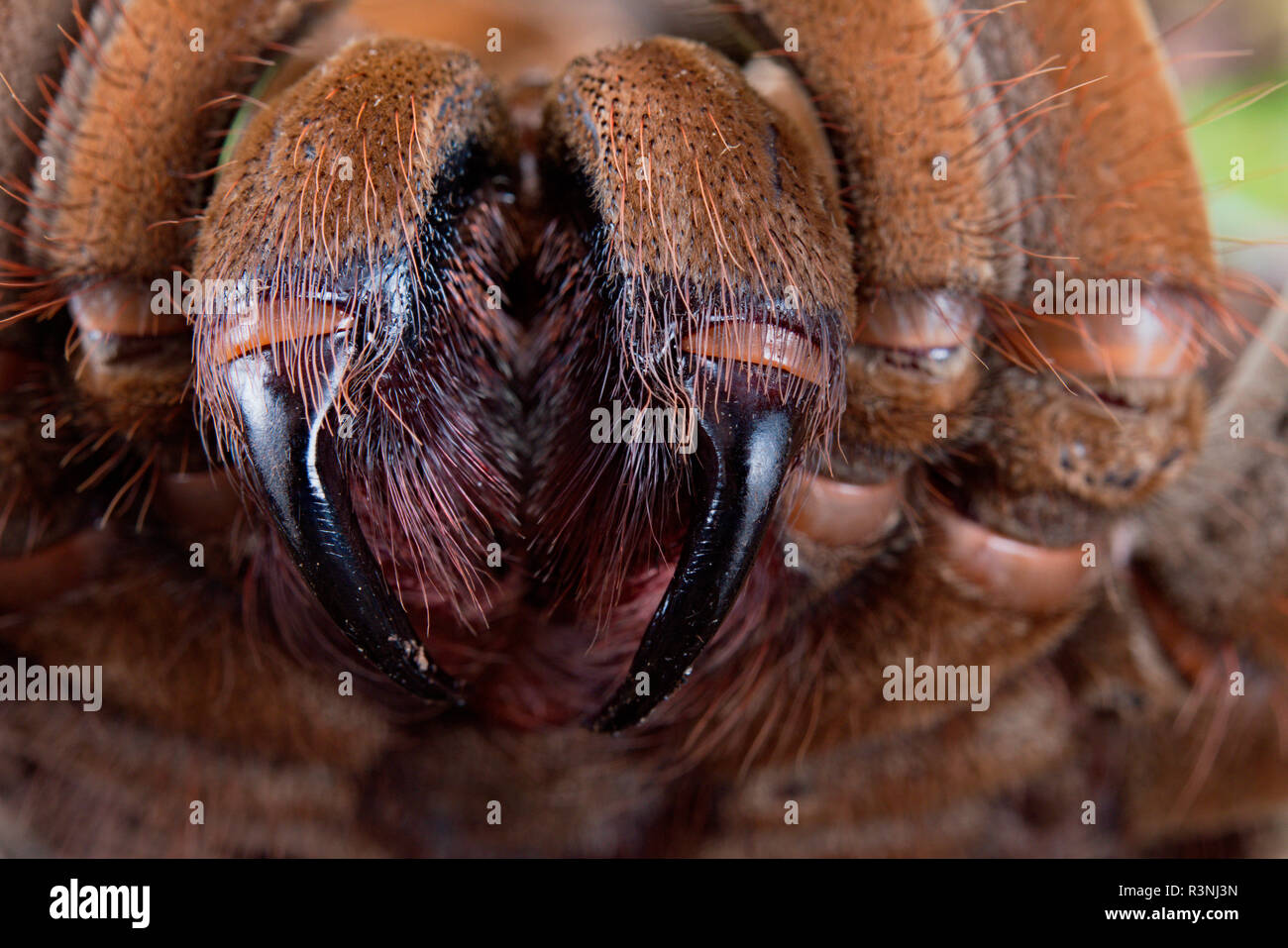 Goliath birdeater tarantula theraphosa blondi Banque de photographies ...