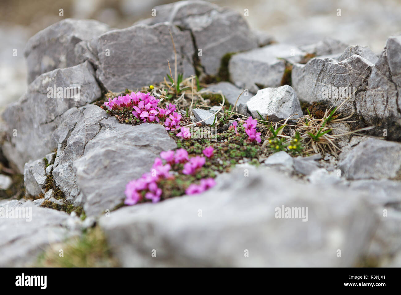 Fleurs sauvages Silene acaulis naturel dans l'environnement de montagne Banque D'Images