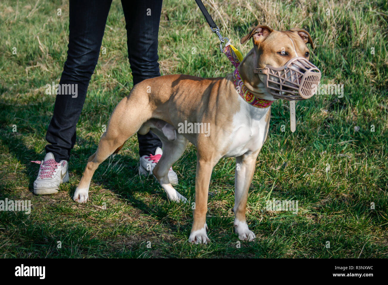 Muselé Pit Bull dog freinée par le propriétaire Banque D'Images